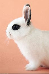 《Witching Stone》PC试玩发布 肉鸽解谜战斗迷宫